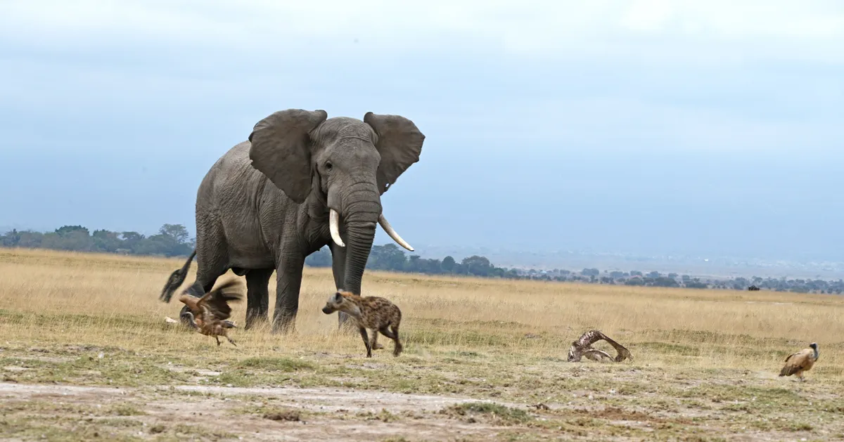 4-Day Amboseli Safari from Nairobi | Private Kenya Tour