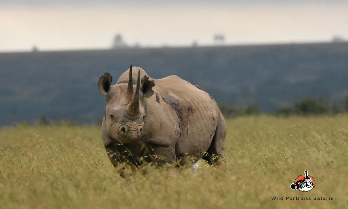 A black rhinoceros grazing on grasslands at Ol Pejeta Conservancy in Kenya, with acacia trees and savannah landscape in the background.