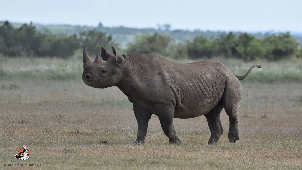 Black rhino solio on Solio Game Reserve Safari – The Ultimate Rhino Safari in Kenya