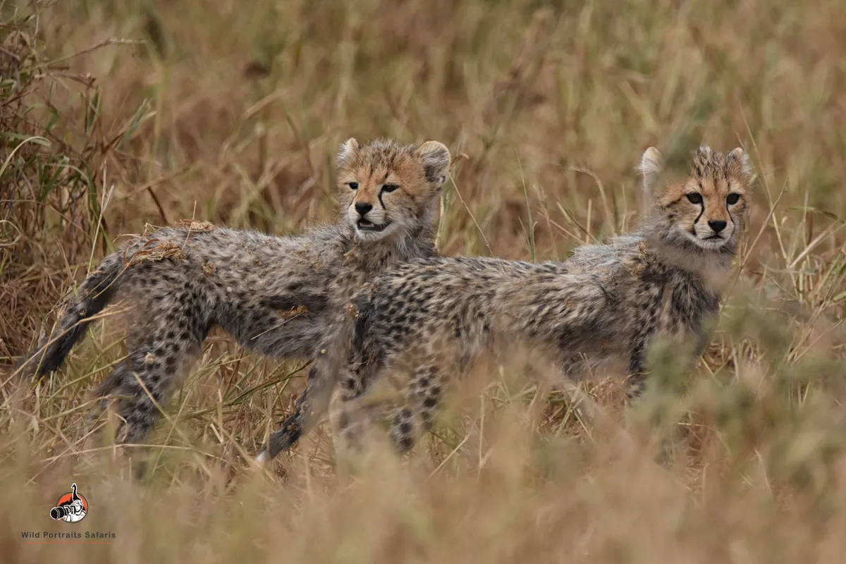 8 Days Best Kenya Family Safari and Beach Holiday