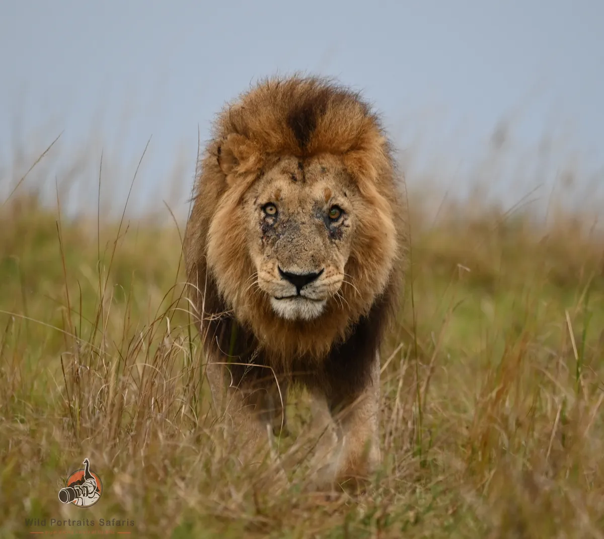 Head shot of a male lion at Masai Mara photo safari