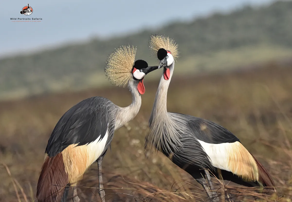 Exquisite 12 Days Kenya Tanzania Safari