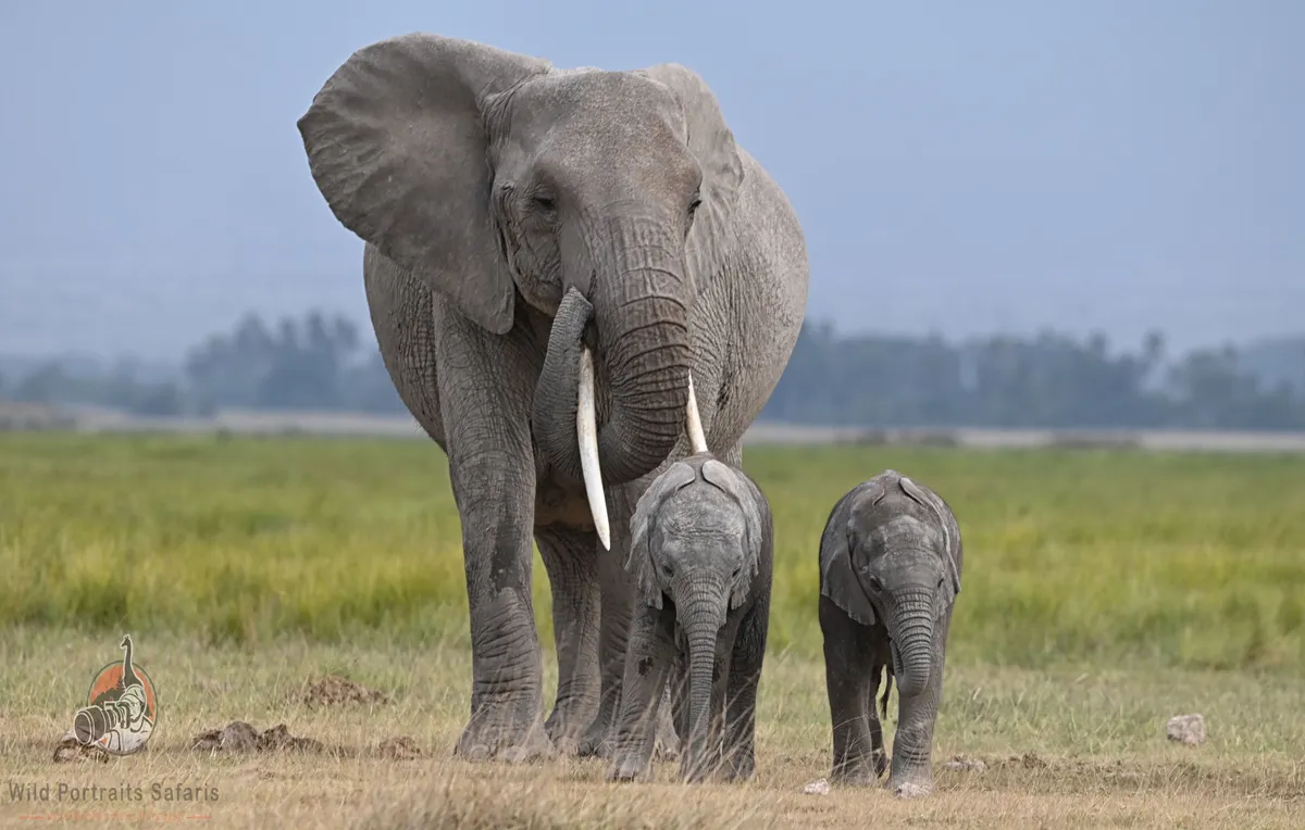 Elephant and calves on african Safari