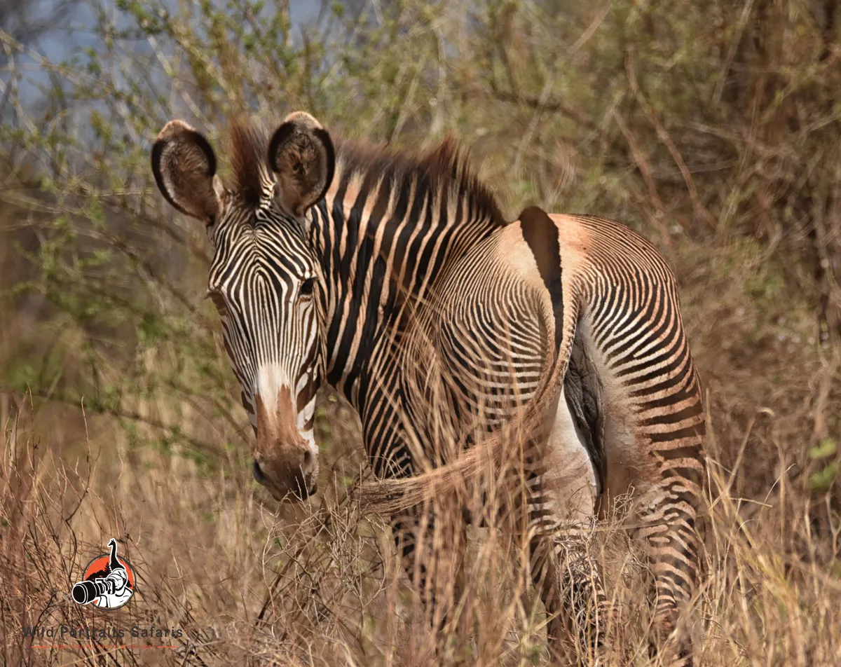 Meru National Park Kenya |Big 5 Safari & Born Free Legacy