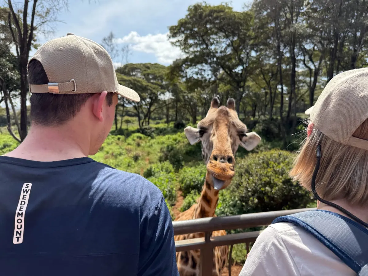 The Giraffe Centre Family-friendly Experiences in Nairobi: Feed the World's Tallest Species