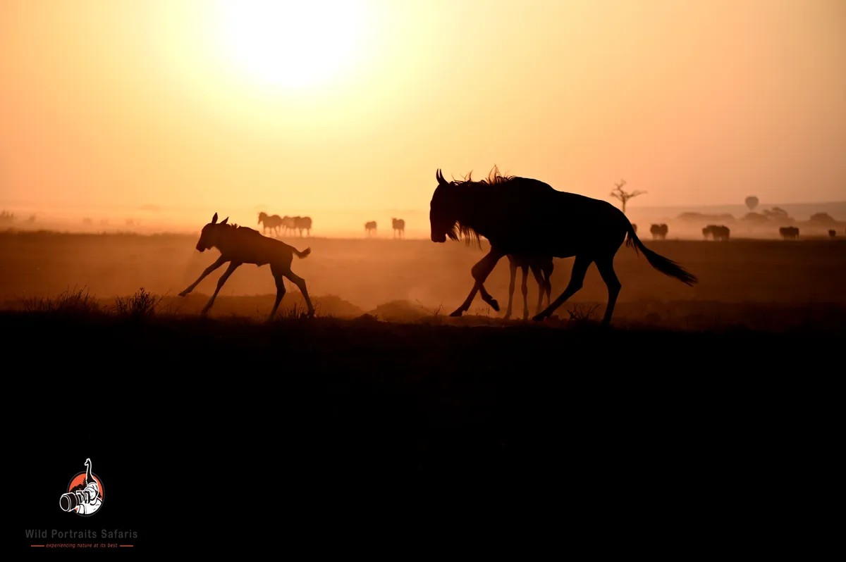 Gnu during Kenya Wildlife Photography Safaris
