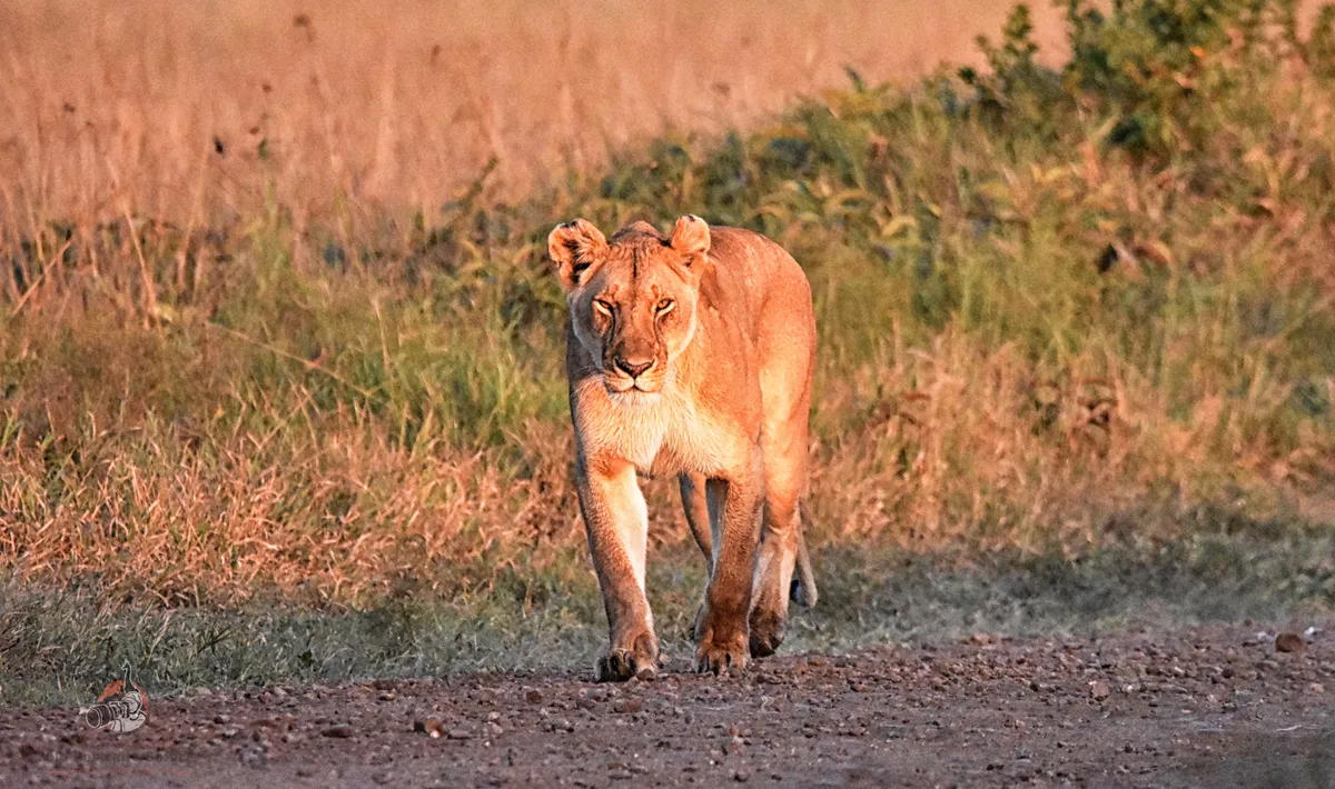 Golden light Kenya SAfari Lion