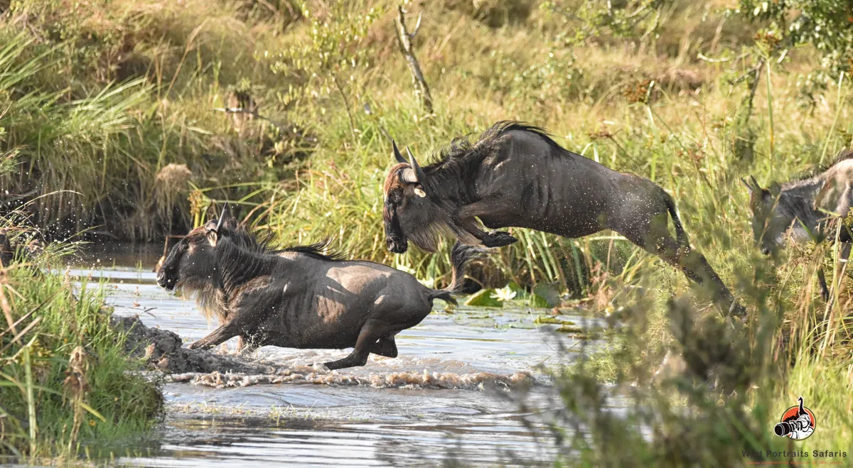 Great wildebeest Migration Leap 