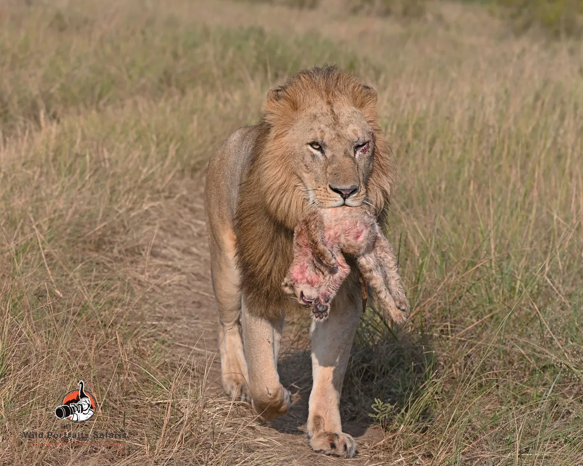 5-Day Masai Mara Photography Safari | Big Cats