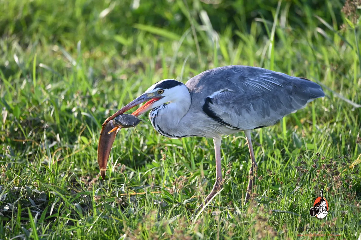 River Fishing at Elewana's Elasa's Kopje Meru National Park | Exlusive Private Luxury Safaris