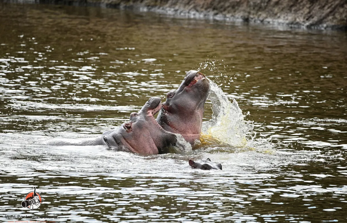 Private Boat Rides & Guided Nature Walks at Crescent Island, Lake Naivasha | Unwind Beyond the Safari