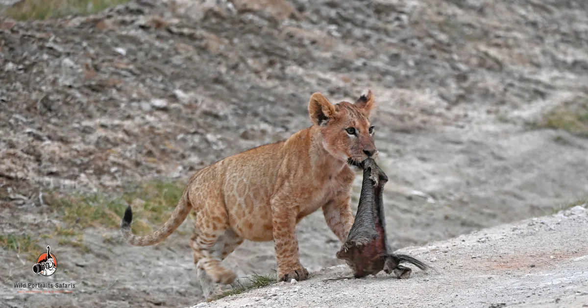 lion cub with meat