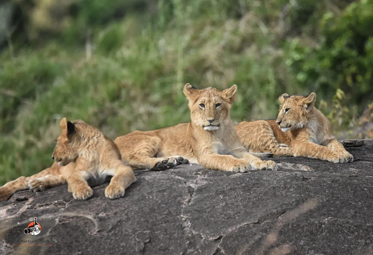6 Days Best African Lions Safari and Rhinos