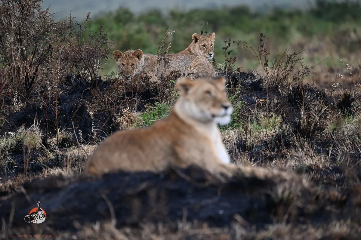 8 Days Kenya Family Safari 2026 — The Ultimate Family Wildlife Holiday