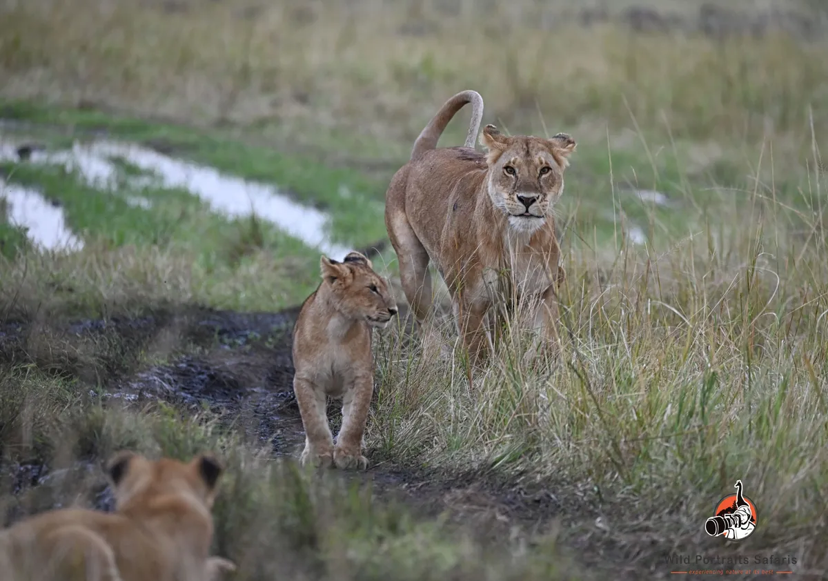 Lioness and cub