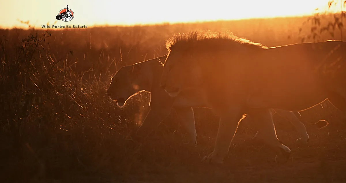 7-Day Tanzania Safari | Serengeti & Ngorongoro