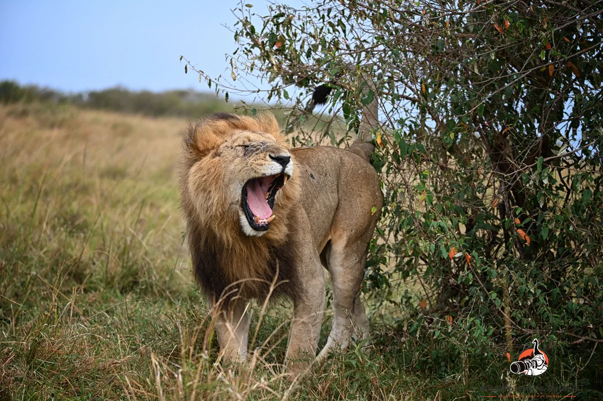 5-Day Kenya Green Season Safari from India | Private 4×4