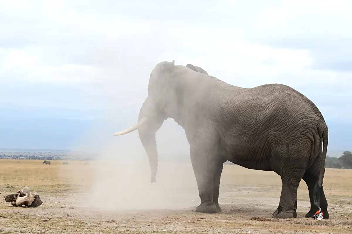 4-Day Amboseli Safari from Nairobi | Private Kenya Tour
