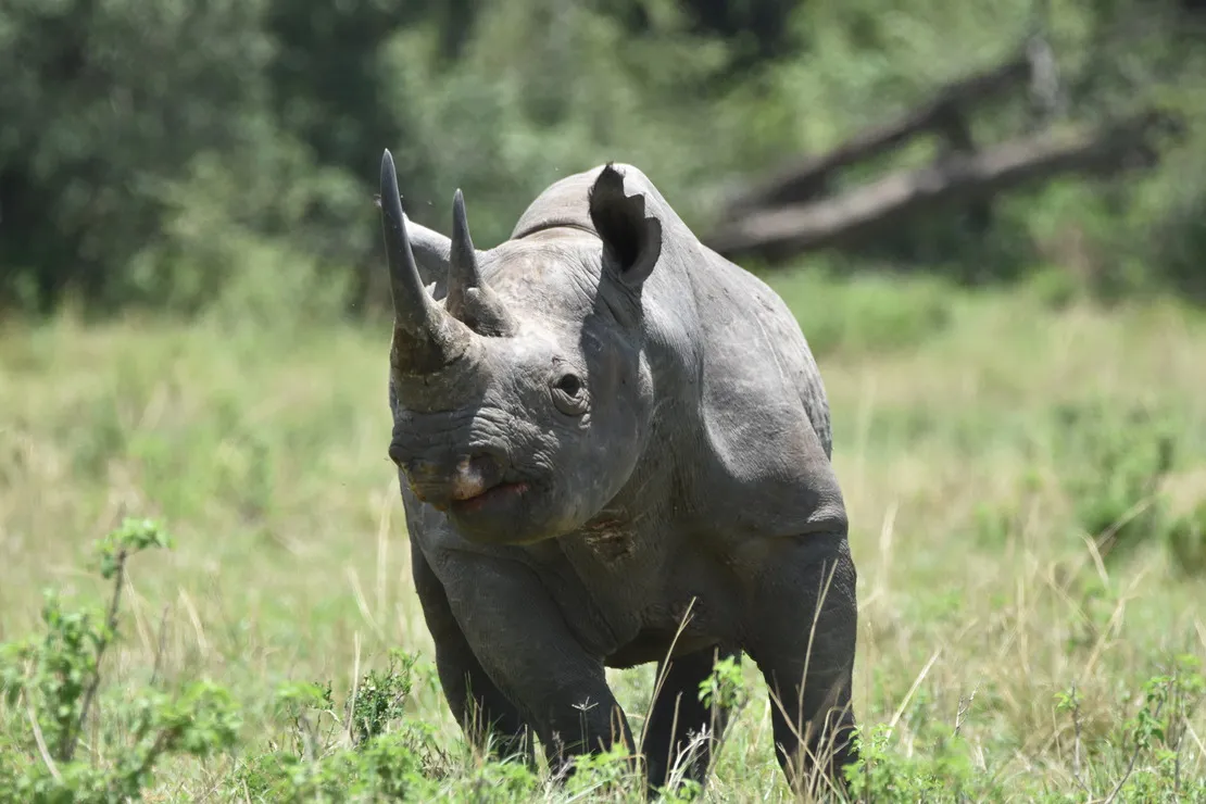 Ngorongoro Crater |Tanzania’s Natural Wonder and Safari Gem