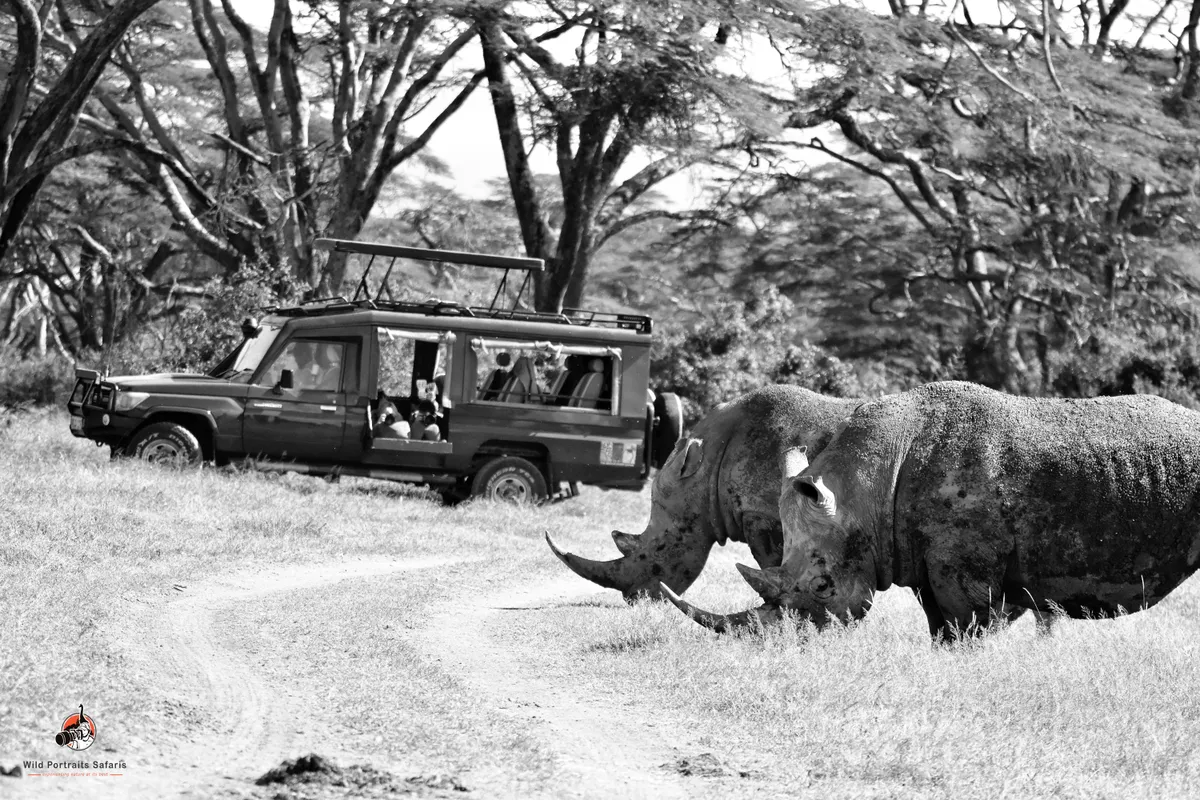Lake Nakuru Rhinos captured grazing in a Photography jeep during a privately guided safari.