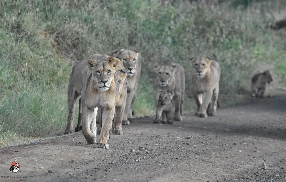 Lake Nakuru National Park | Wildlife & Scenic Safaris in Kenya