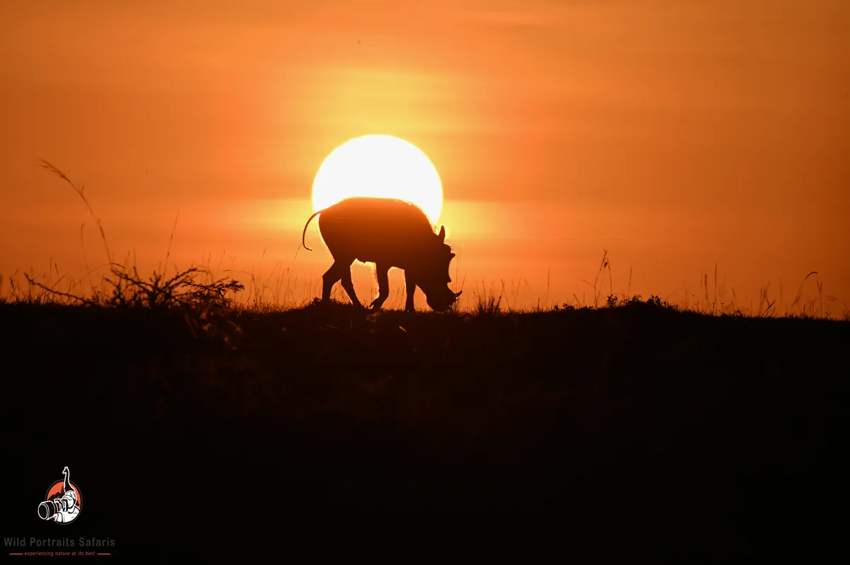 Kenya wildlife photography safaris