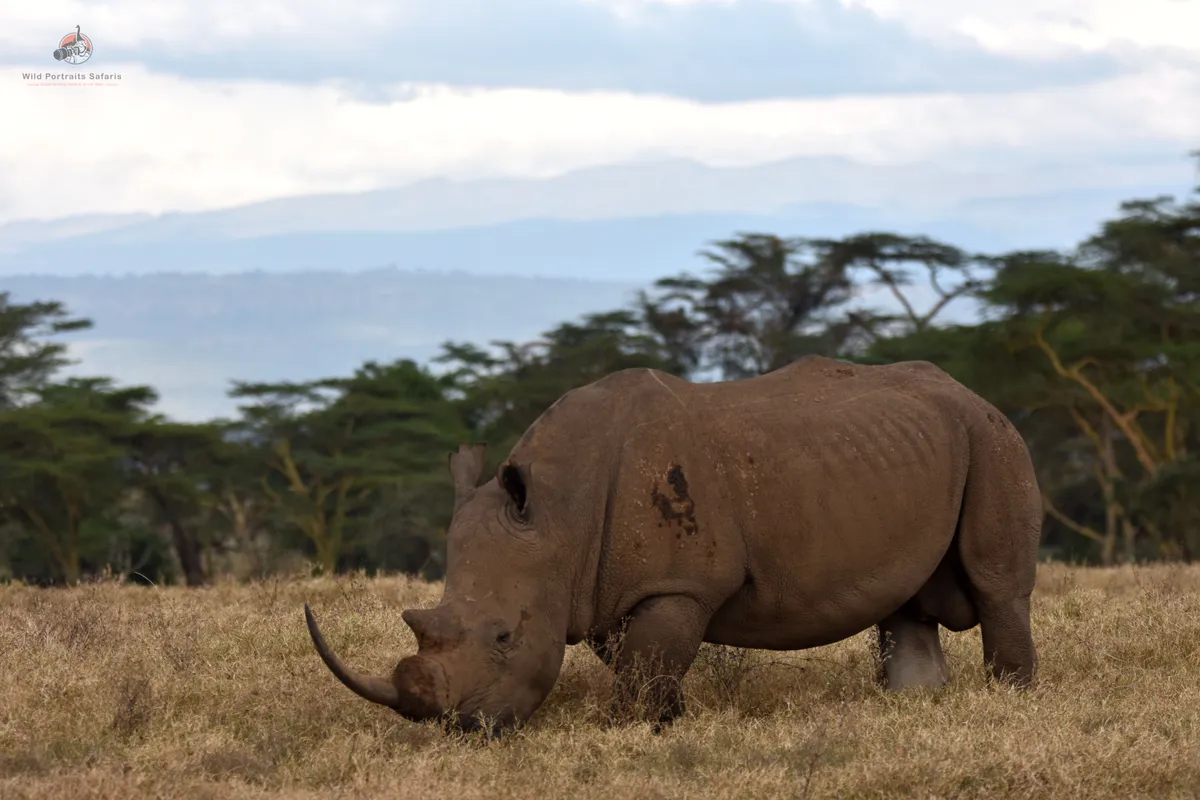 White Rhino captured at Lake Nakuru during a privately guided photography safari