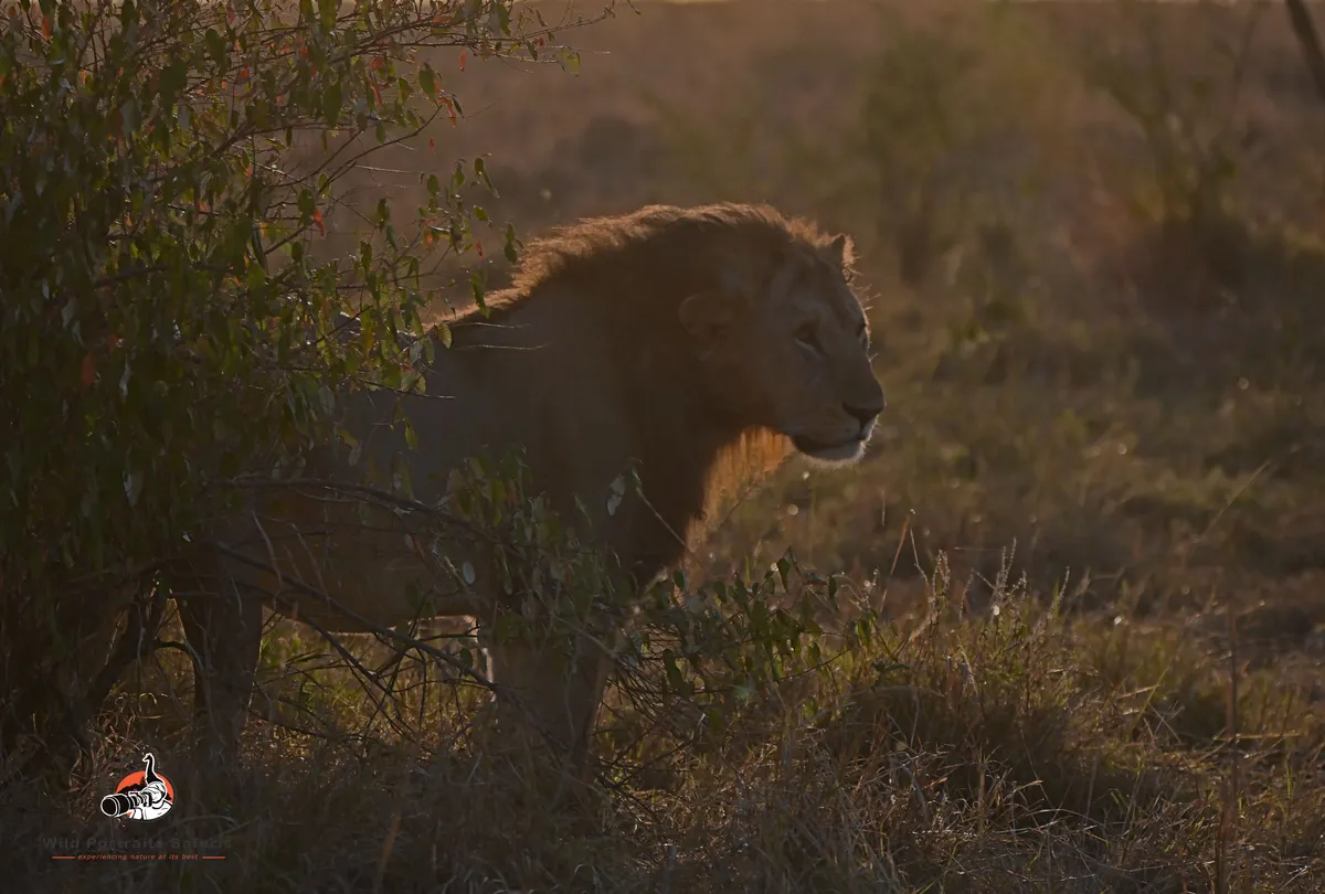 14-Day Kenya Safari and Diani Beach | WildPortraits