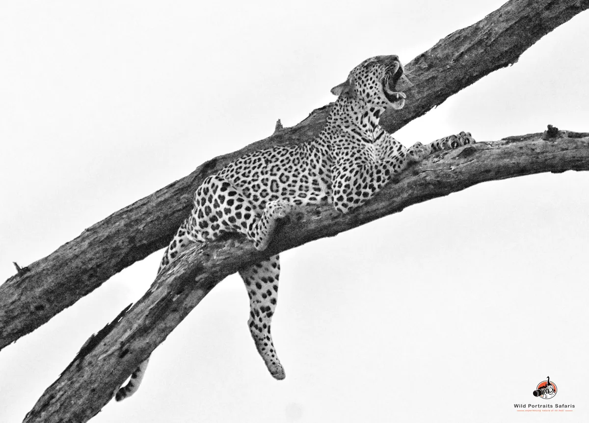 Samburu leopard on Kenya Photo safari