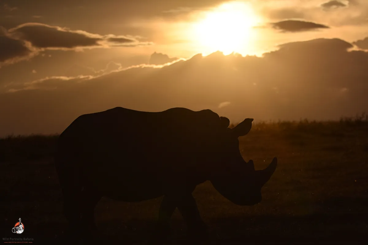 Rhino at Sunset at Solio Ranch