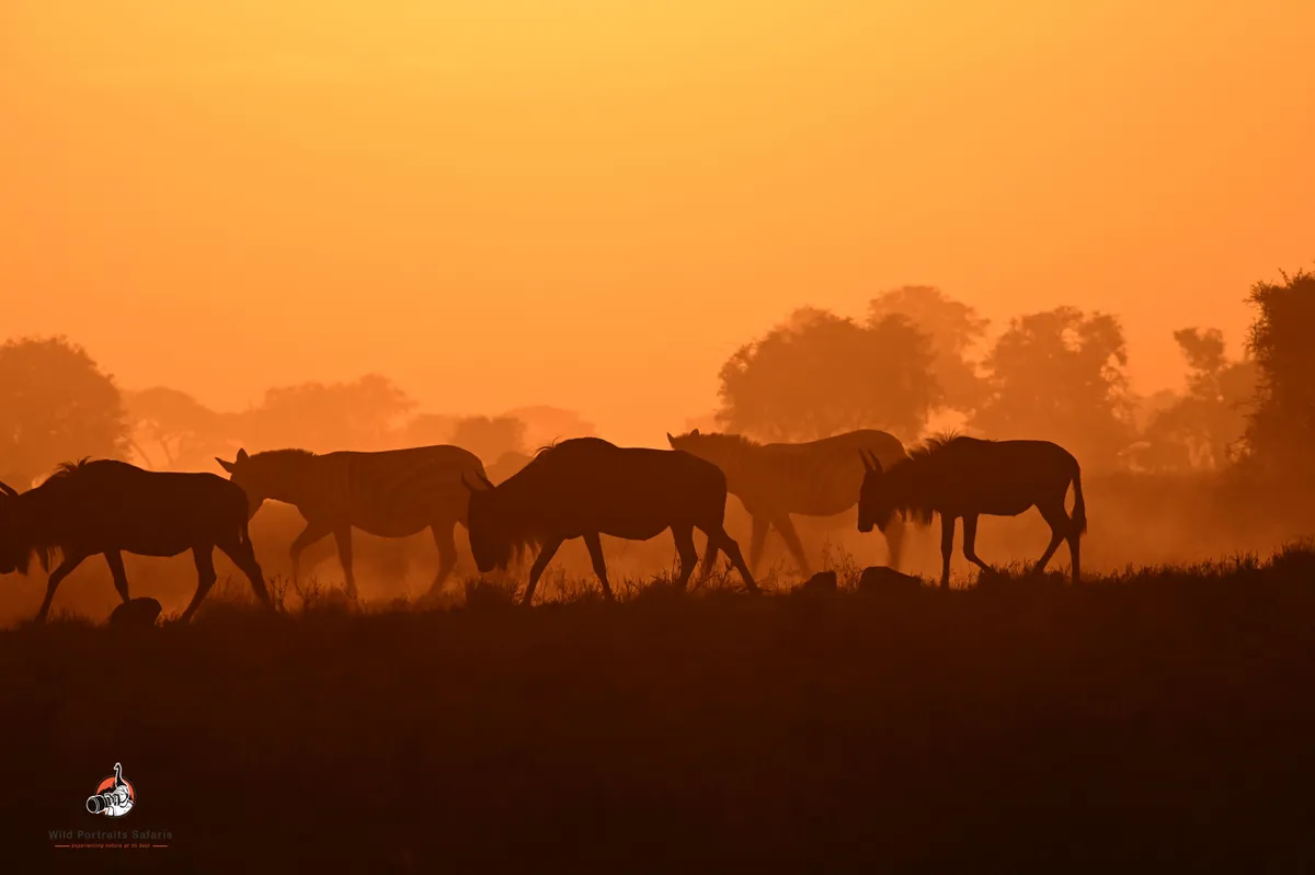 7-Day Ndutu & Serengeti Calving Season Safari