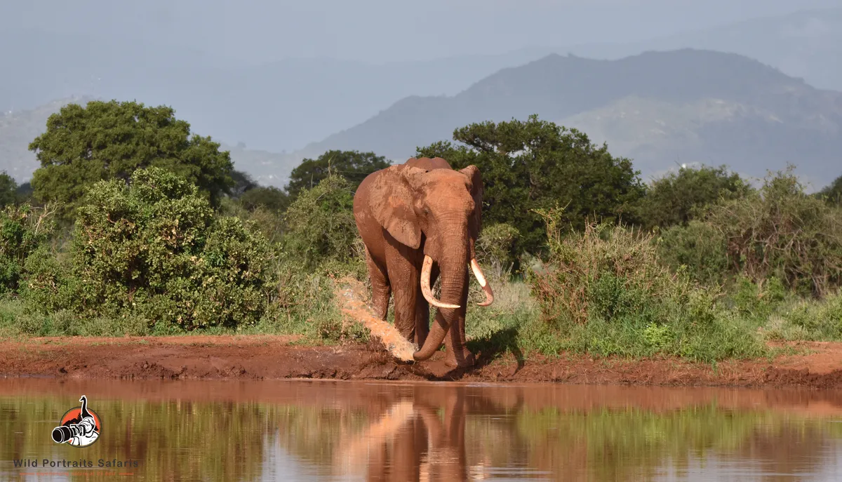 Elephant at a water hole Tsavo East on Kenya Photo safaris