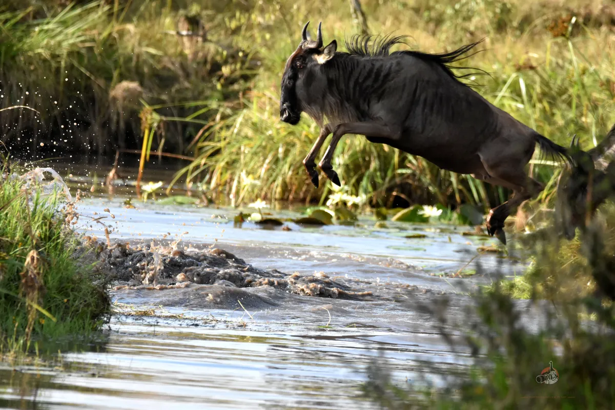 Western White-bearded Wildebeest crossing the river pictured taken during a privately guide safari in Masai Mara