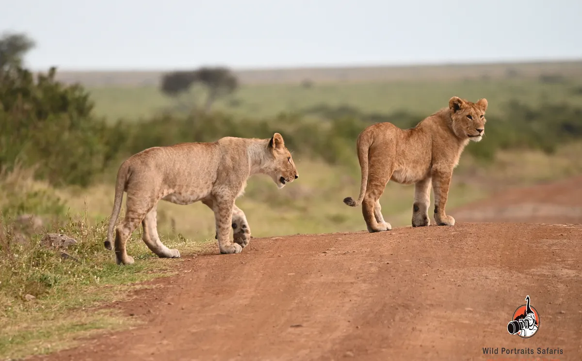 5 Days Kenya Green Season Safari from India